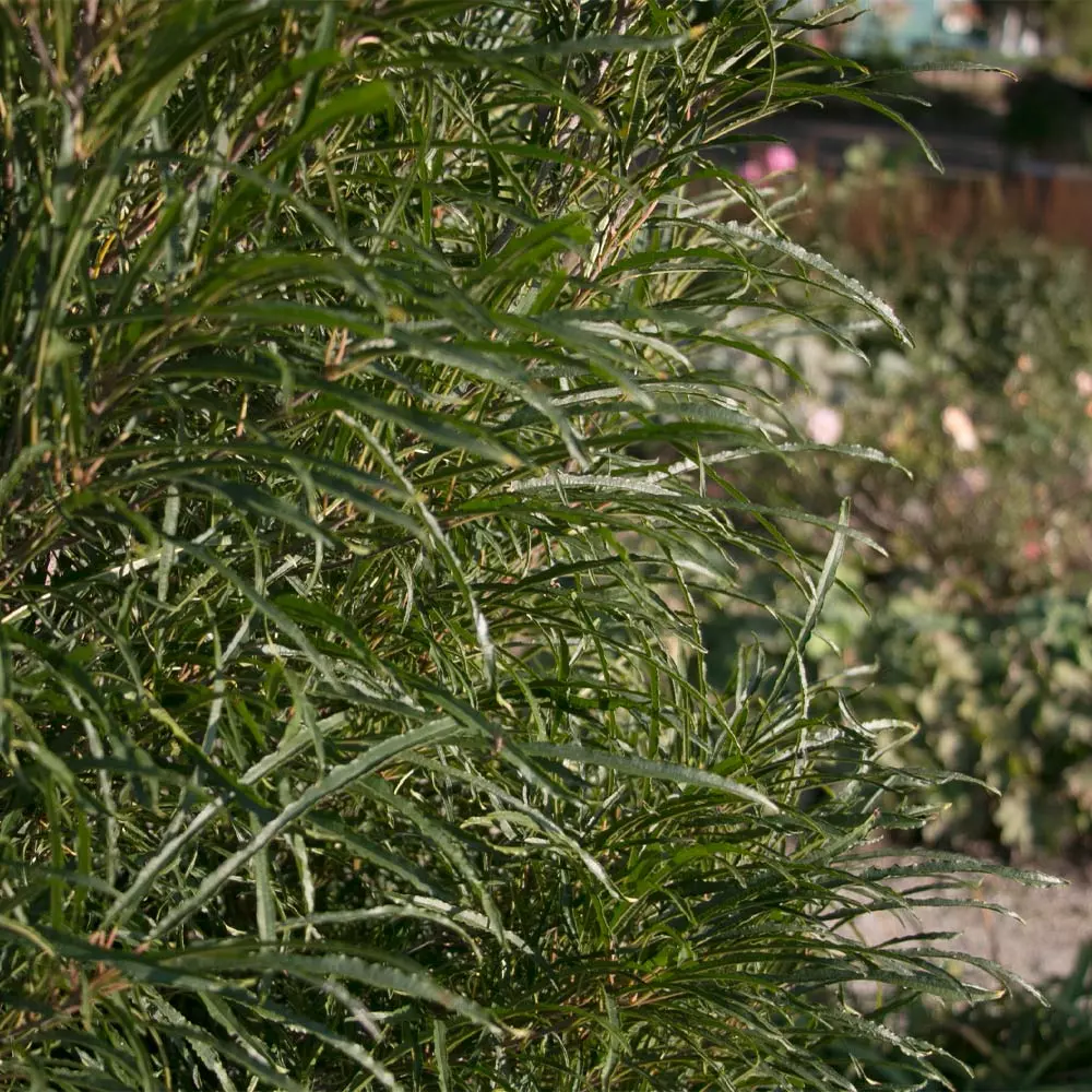 Fast Growing Trees Fine Line® Buckthorn Shrub 6 Fast Growing Trees Fine Line® Buckthorn Shrub