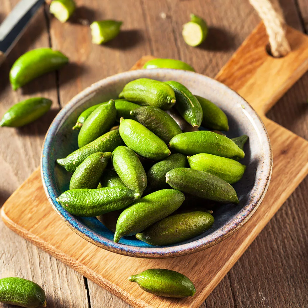 Fast Growing Trees Citrus Trees Australian Finger Lime Tree 6 Fast Growing Trees Citrus Trees Australian Finger Lime Tree