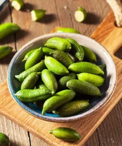 Fast Growing Trees Australian Finger Lime Tree 10 Fast Growing Trees Australian Finger Lime Tree