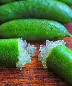 Fast Growing Trees Citrus Trees Australian Finger Lime Tree