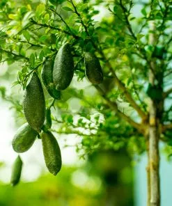 Fast Growing Trees Citrus Trees Australian Finger Lime Tree 9 Fast Growing Trees Citrus Trees Australian Finger Lime Tree