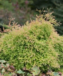 Fast Growing Trees Fire Chief™ Thuja Shrub 9 Fast Growing Trees Fire Chief™ Thuja Shrub