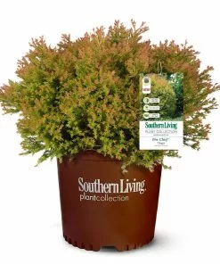 Fast Growing Trees Fire Chief™ Thuja Shrub 11 Fast Growing Trees Fire Chief™ Thuja Shrub
