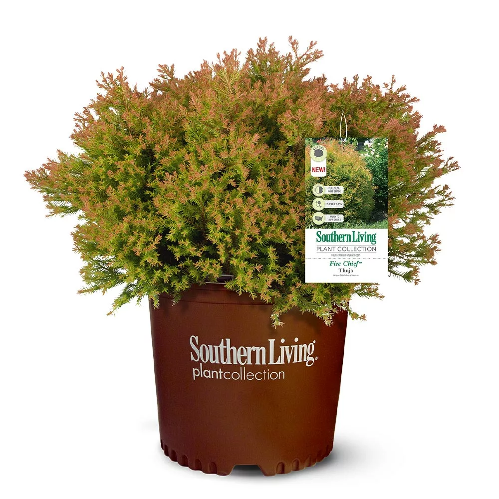 Fast Growing Trees Fire Chief™ Thuja Shrub 7 Fast Growing Trees Fire Chief™ Thuja Shrub