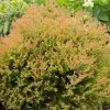 Fast Growing Trees Fire Chief™ Thuja Shrub
