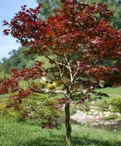 Fast Growing Trees Fireglow Japanese Maple 7 Fast Growing Trees Fireglow Japanese Maple