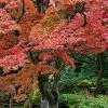 Fast Growing Trees Fireglow Japanese Maple 1 Fast Growing Trees Fireglow Japanese Maple