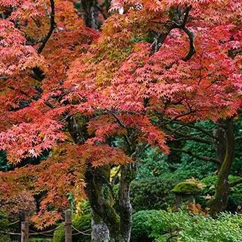 Fast Growing Trees Fireglow Japanese Maple 3 Fast Growing Trees Fireglow Japanese Maple