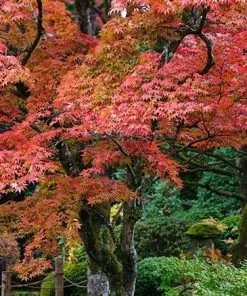 Fast Growing Trees Fireglow Japanese Maple