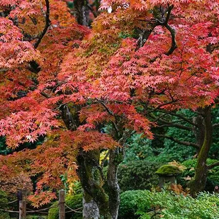 Fast Growing Trees Fireglow Japanese Maple 4 Fast Growing Trees Fireglow Japanese Maple