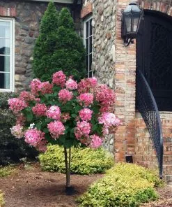 Fast Growing Trees Fire Light® Hydrangea Tree White Flowers