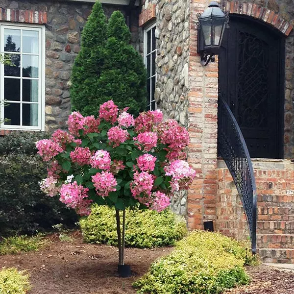 Fast Growing Trees Fire Light® Hydrangea Tree White Flowers 3 Fast Growing Trees Fire Light® Hydrangea Tree White Flowers
