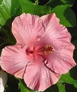 Fast Growing Trees First Lady™ Hollywood Hibiscus 9 Fast Growing Trees First Lady™ Hollywood Hibiscus