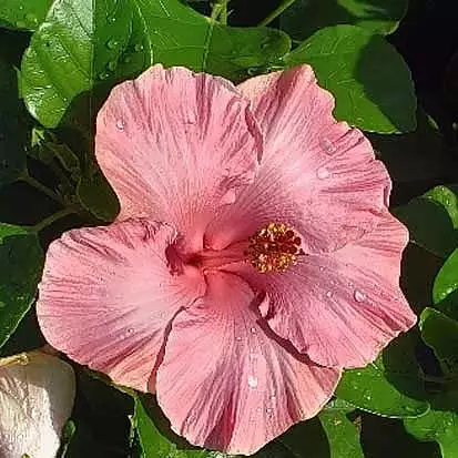 Fast Growing Trees First Lady™ Hollywood Hibiscus 6 Fast Growing Trees First Lady™ Hollywood Hibiscus