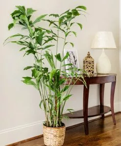 Fast Growing Trees Fishtail Palm Tree 11 Fast Growing Trees Fishtail Palm Tree