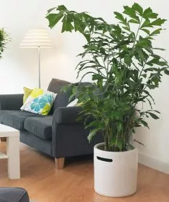 Fast Growing Trees Fishtail Palm Tree 10 Fast Growing Trees Fishtail Palm Tree