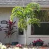 Fast Growing Trees Fishtail Palm Tree 2 Fast Growing Trees Fishtail Palm Tree