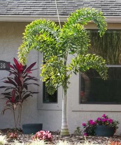 Fast Growing Trees Fishtail Palm Tree