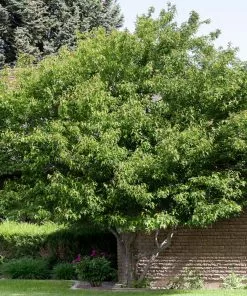 Fast Growing Trees Maple Trees Flame Amur Maple 10 Fast Growing Trees Maple Trees Flame Amur Maple