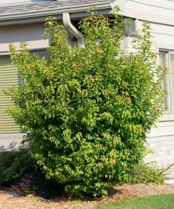 Fast Growing Trees Maple Trees Flame Amur Maple 11 Fast Growing Trees Maple Trees Flame Amur Maple