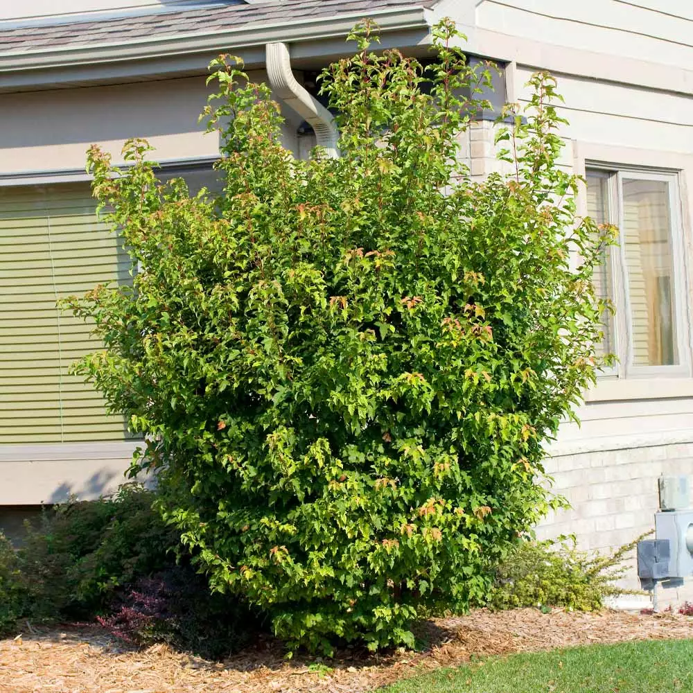 Fast Growing Trees Maple Trees Flame Amur Maple 6 Fast Growing Trees Maple Trees Flame Amur Maple