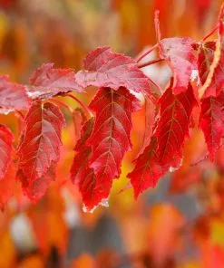 Fast Growing Trees Maple Trees Flame Amur Maple 12 Fast Growing Trees Maple Trees Flame Amur Maple