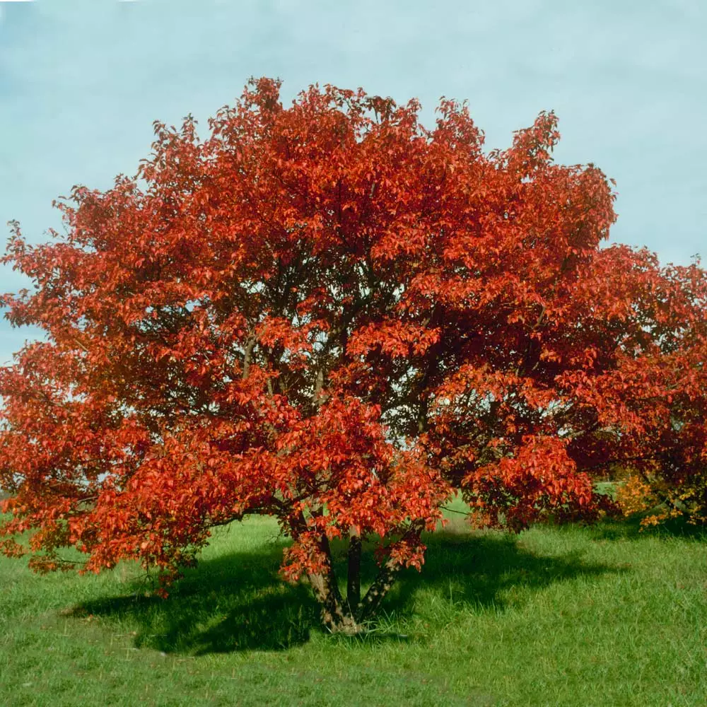 Fast Growing Trees Maple Trees Flame Amur Maple 4 Fast Growing Trees Maple Trees Flame Amur Maple