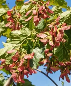 Fast Growing Trees Maple Trees Flame Amur Maple 13 Fast Growing Trees Maple Trees Flame Amur Maple