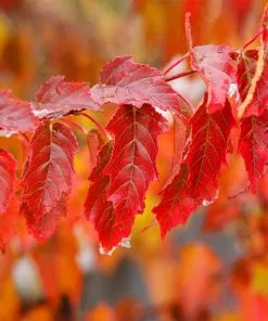 Fast Growing Trees Maple Trees Flame Amur Maple