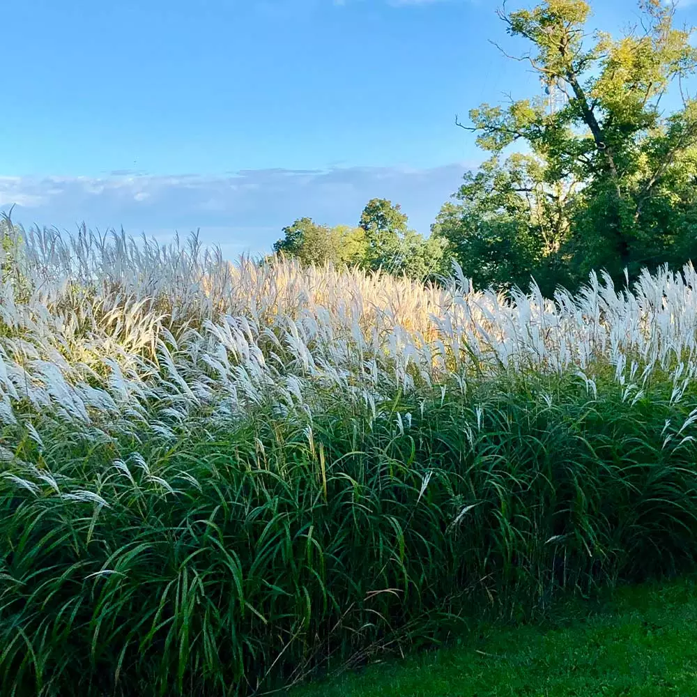 Fast Growing Trees Ornamental Grasses Flame Grass 5 Fast Growing Trees Ornamental Grasses Flame Grass