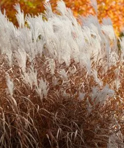 Fast Growing Trees Ornamental Grasses Flame Grass