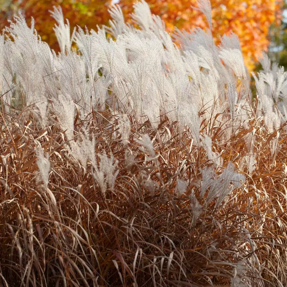 Fast Growing Trees Ornamental Grasses Flame Grass 4 Fast Growing Trees Ornamental Grasses Flame Grass