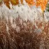 Fast Growing Trees Ornamental Grasses Flame Grass 1 Fast Growing Trees Ornamental Grasses Flame Grass
