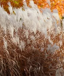 Fast Growing Trees Ornamental Grasses Flame Grass