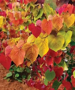 Fast Growing Trees Flame Thrower® Redbud Tree 9 Fast Growing Trees Flame Thrower® Redbud Tree