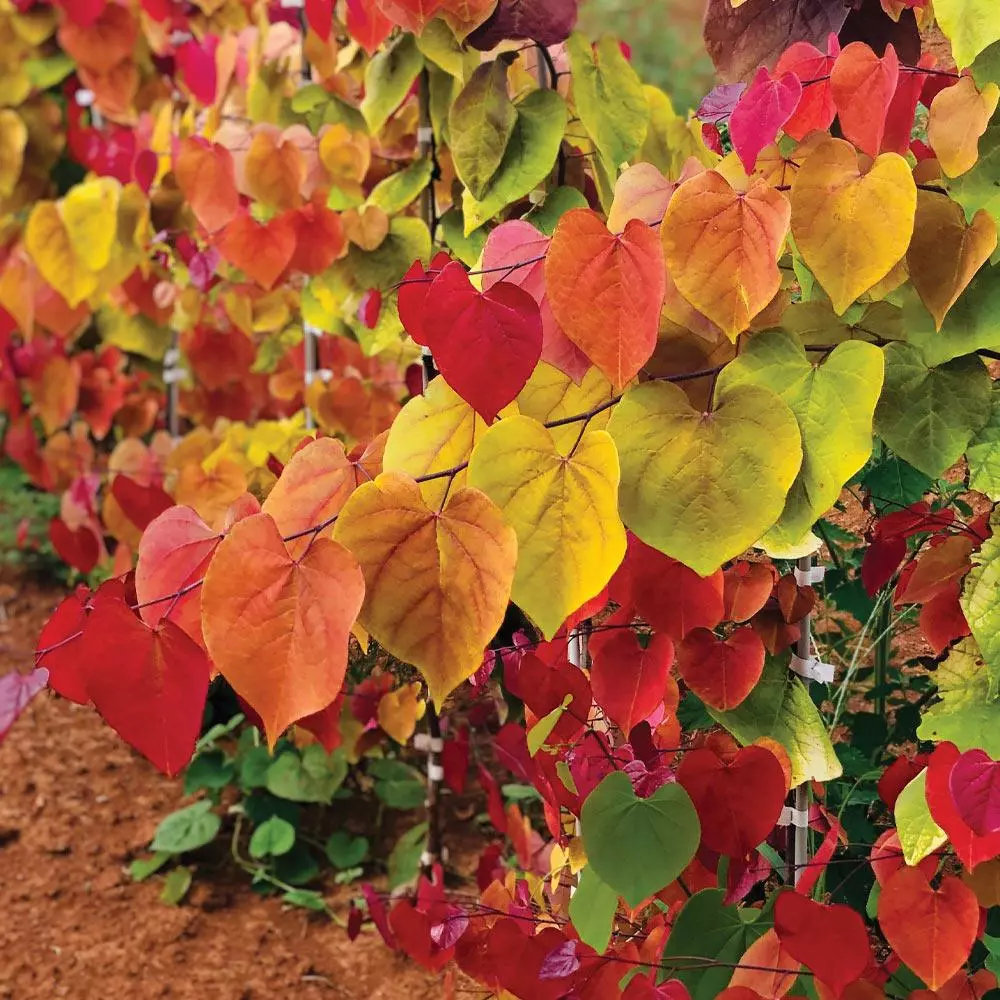 Fast Growing Trees Flame Thrower® Redbud Tree 5 Fast Growing Trees Flame Thrower® Redbud Tree