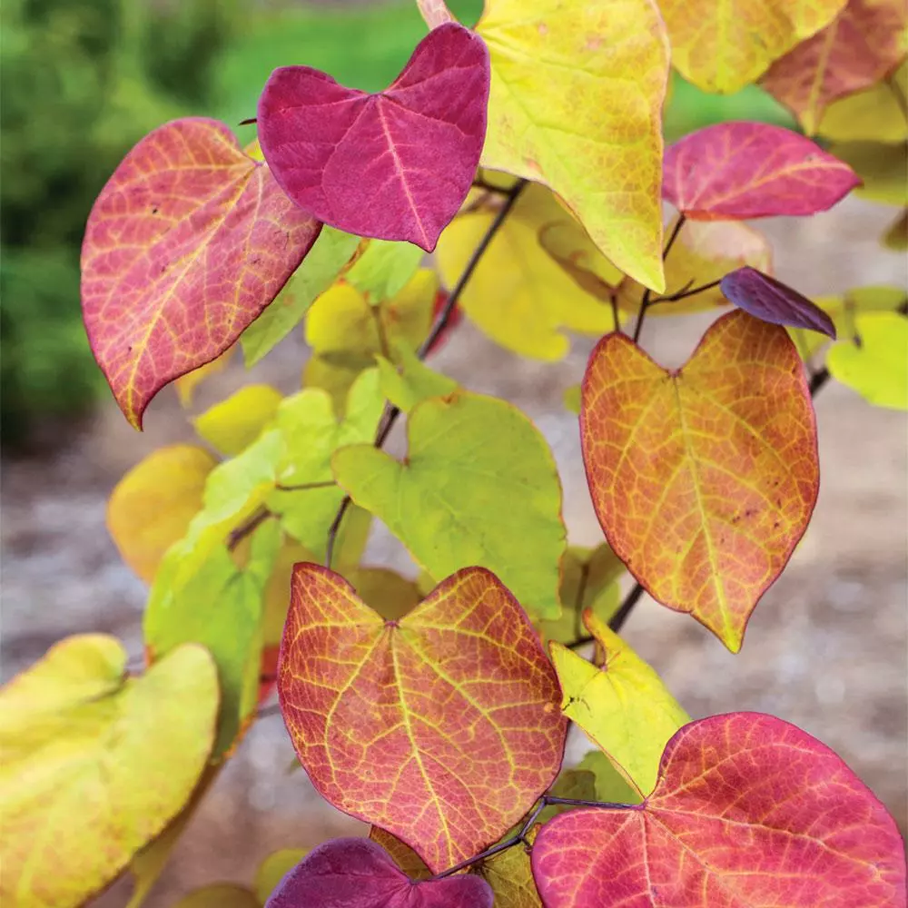 Fast Growing Trees Flame Thrower® Redbud Tree 6 Fast Growing Trees Flame Thrower® Redbud Tree