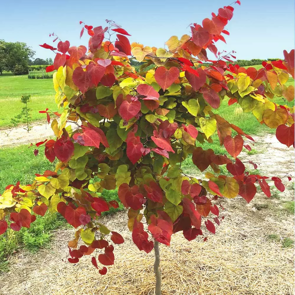 Fast Growing Trees Flame Thrower® Redbud Tree 4 Fast Growing Trees Flame Thrower® Redbud Tree