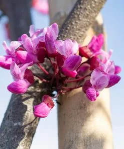 Fast Growing Trees Flame Thrower® Redbud Tree 11 Fast Growing Trees Flame Thrower® Redbud Tree