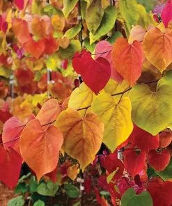 Fast Growing Trees Flame Thrower® Redbud Tree