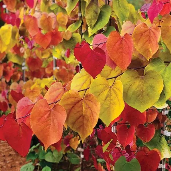 Fast Growing Trees Flame Thrower® Redbud Tree 3 Fast Growing Trees Flame Thrower® Redbud Tree