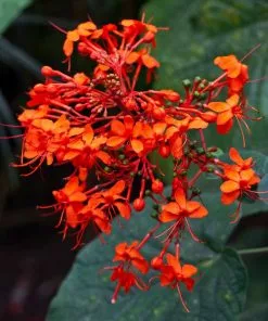 Fast Growing Trees Flaming Glory Plant See All Shrubs & Hedges