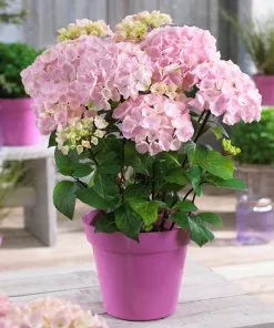 Fast Growing Trees Hydrangea Shrubs Flamingo Hydrangea