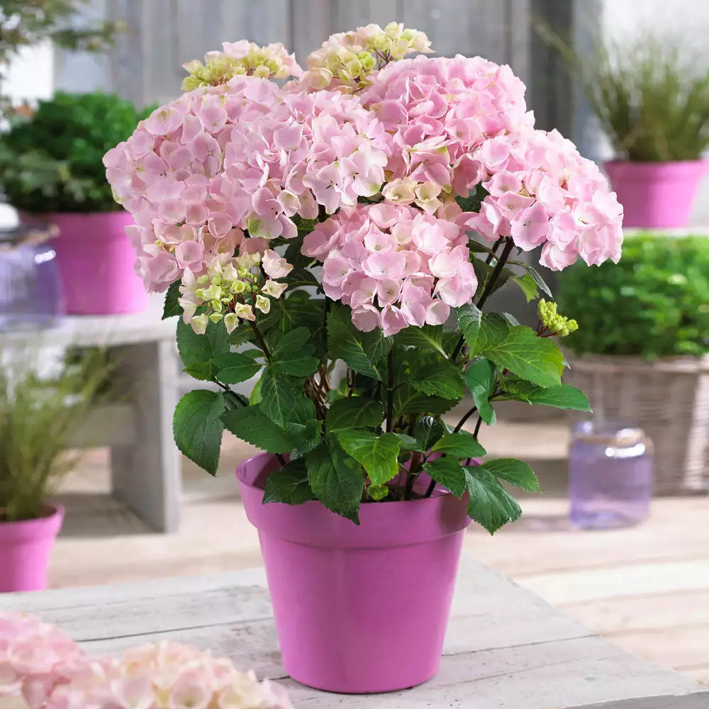 Fast Growing Trees Hydrangea Shrubs Flamingo Hydrangea 4 Fast Growing Trees Hydrangea Shrubs Flamingo Hydrangea