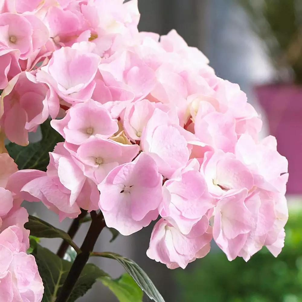 Fast Growing Trees Hydrangea Shrubs Flamingo Hydrangea 5 Fast Growing Trees Hydrangea Shrubs Flamingo Hydrangea