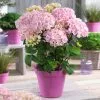 Fast Growing Trees Hydrangea Shrubs Flamingo Hydrangea 1 Fast Growing Trees Hydrangea Shrubs Flamingo Hydrangea
