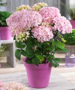 Fast Growing Trees Hydrangea Shrubs Flamingo Hydrangea