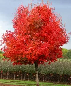 Fast Growing Trees Maple Trees Flashfire Maple Tree 9 Fast Growing Trees Maple Trees Flashfire Maple Tree