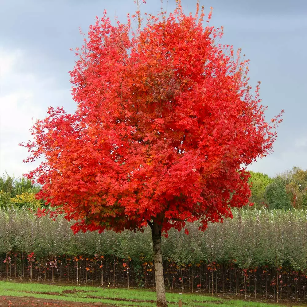 Fast Growing Trees Maple Trees Flashfire Maple Tree 5 Fast Growing Trees Maple Trees Flashfire Maple Tree