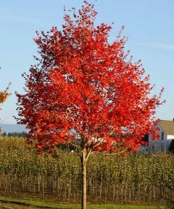 Fast Growing Trees Maple Trees Flashfire Maple Tree 10 Fast Growing Trees Maple Trees Flashfire Maple Tree